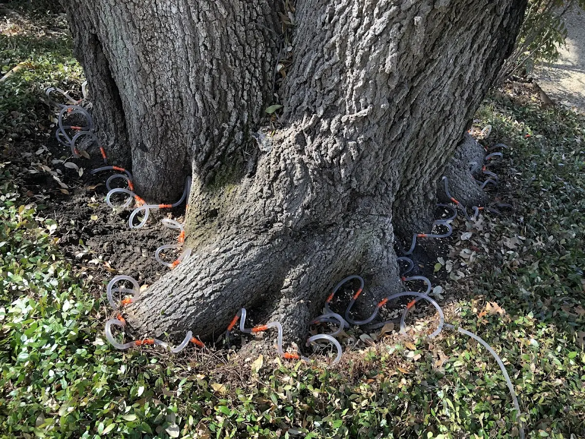 Detailed Tree Cabling and Bracing job site in Moundsville