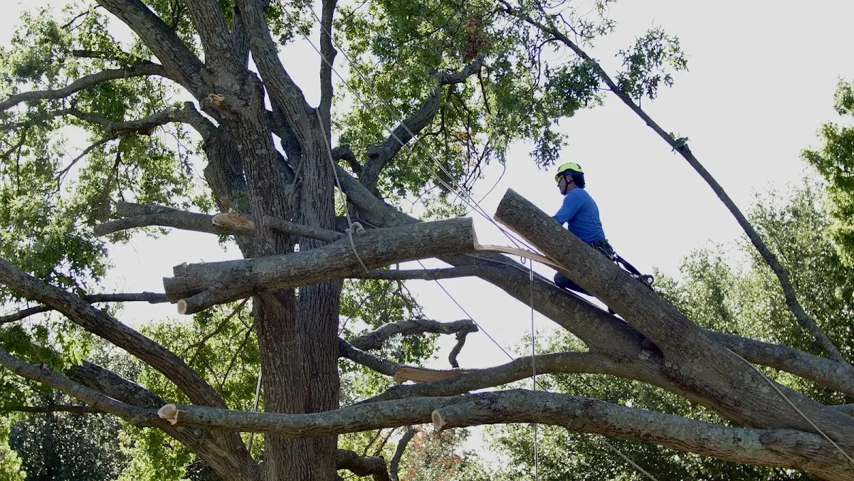 Professional Hazardous Tree Removal performed by certified arborists in Moundsville