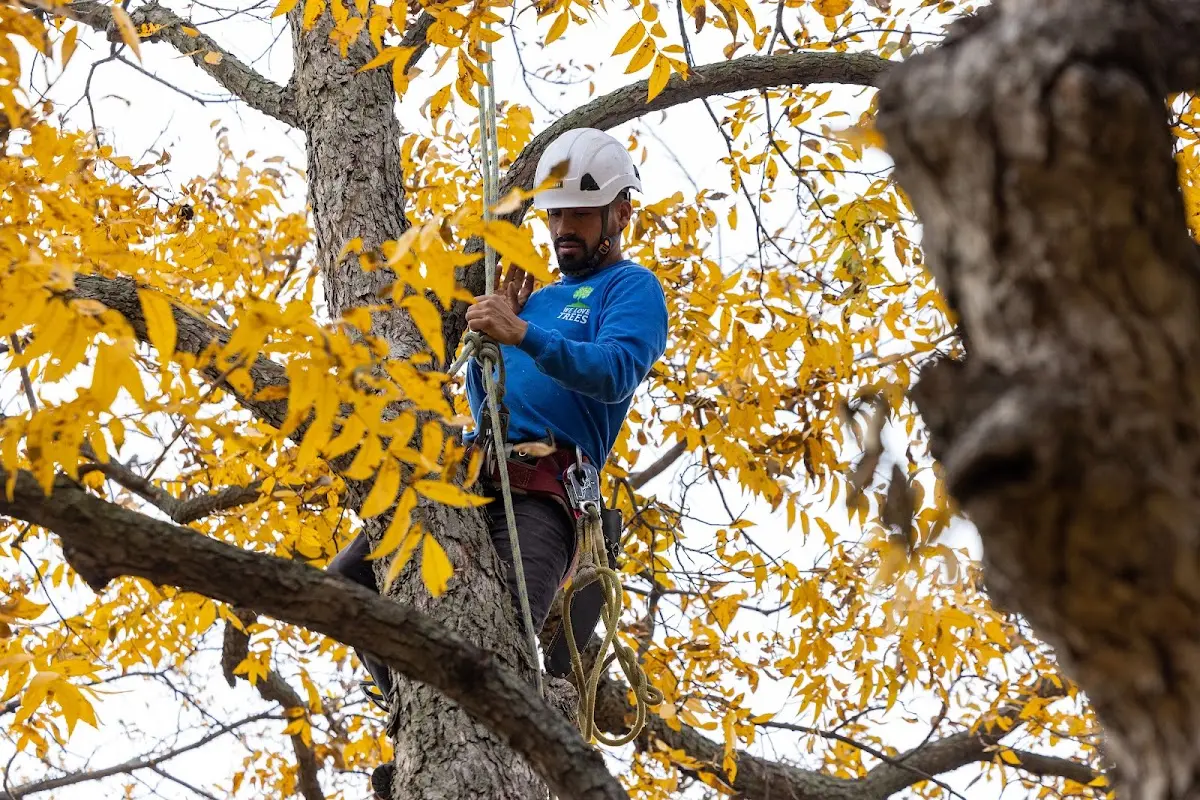 Skilled Tree Pruning crew working in Moundsville